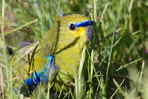Elegant Parrot (Neophema elegans)